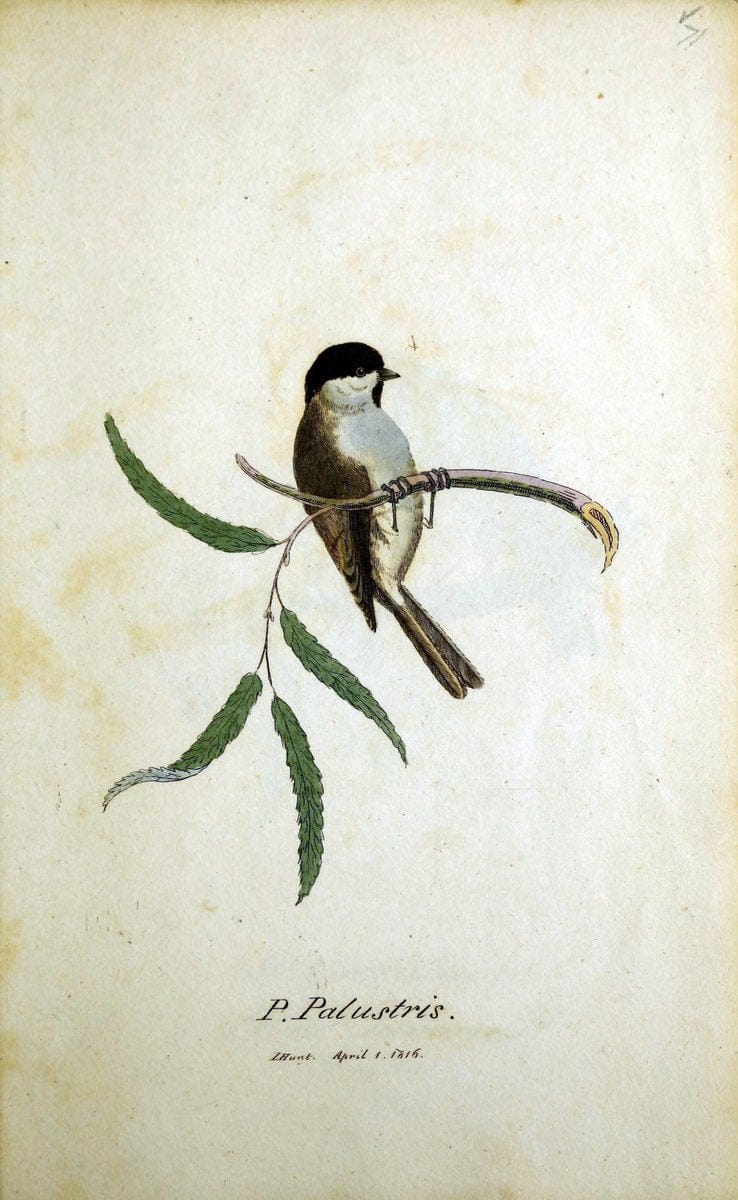 British ornithology :.Norwich :Bacon,1815-22.  | Birds "Great Britain" "Pictorial works"  | Vintage Print Reproduction 464754