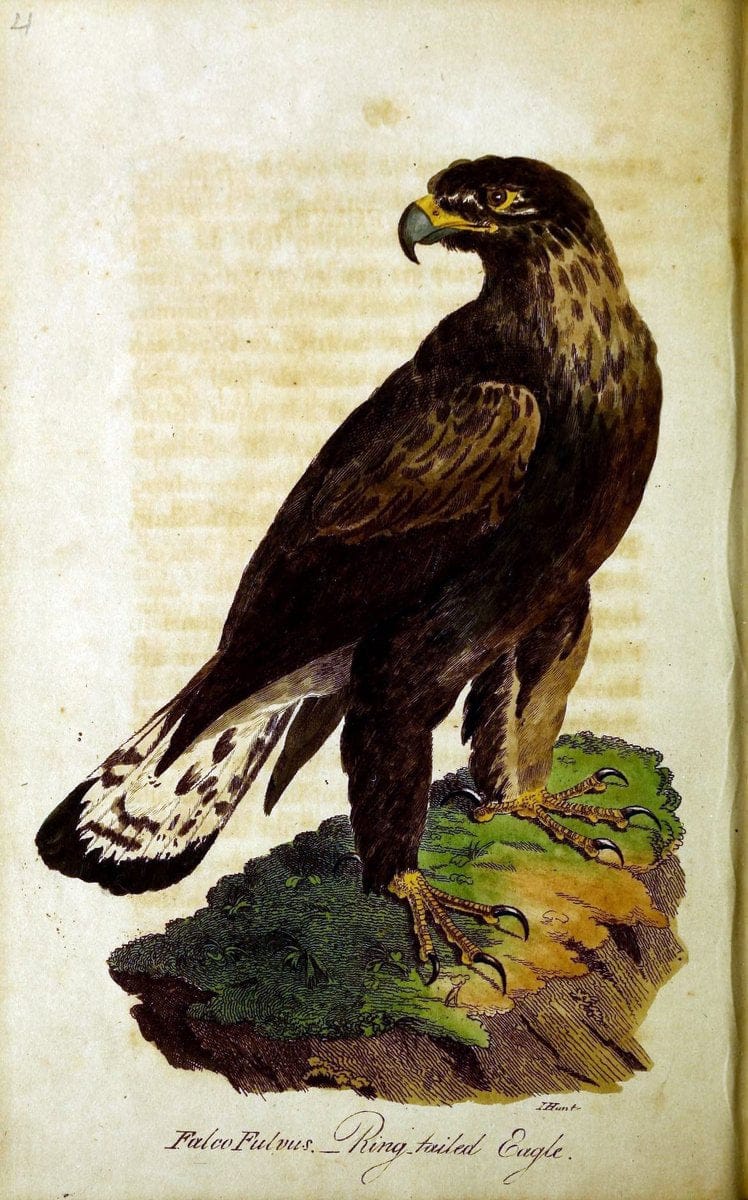 British ornithology :.Norwich :Bacon,1815-22.  | Birds "Great Britain" "Pictorial works"  | Vintage Print Reproduction 464758