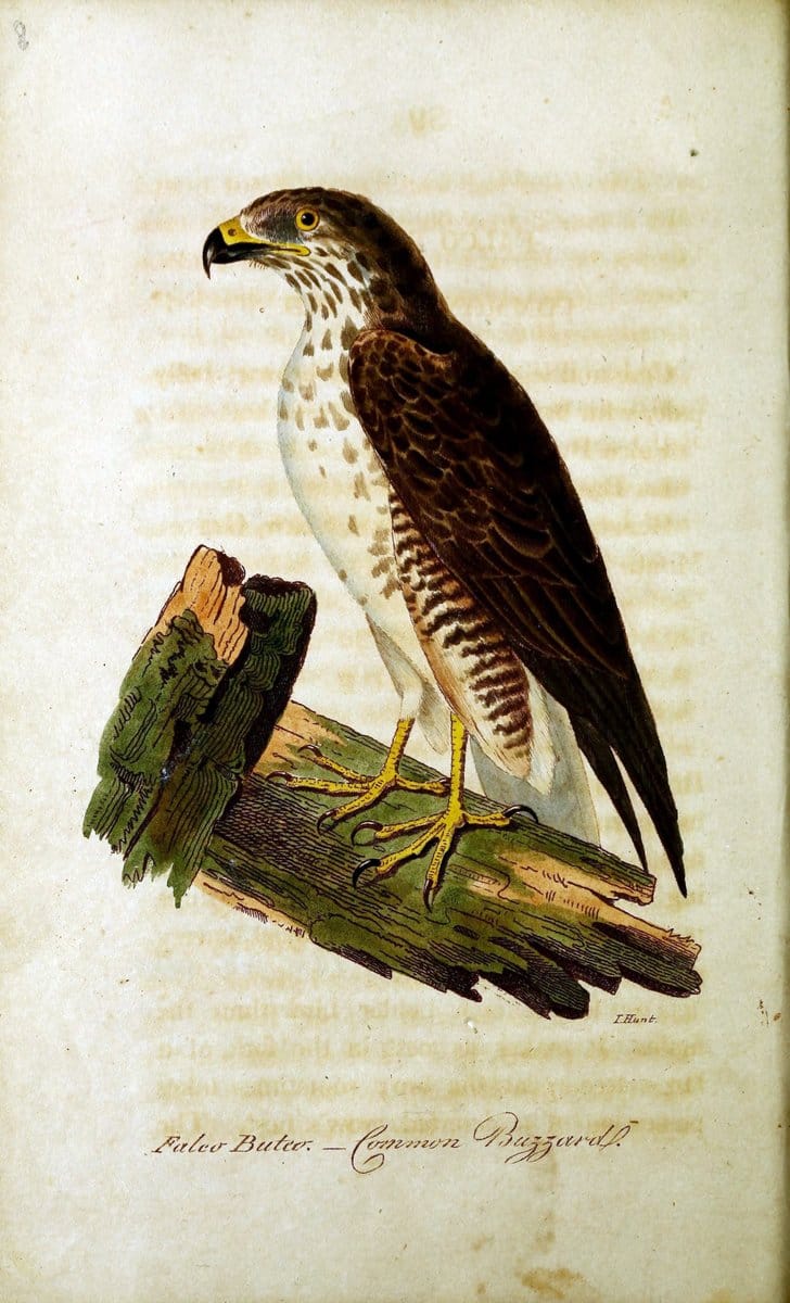 British ornithology :.Norwich :Bacon,1815-22.  | Birds "Great Britain" "Pictorial works"  | Vintage Print Reproduction 464764