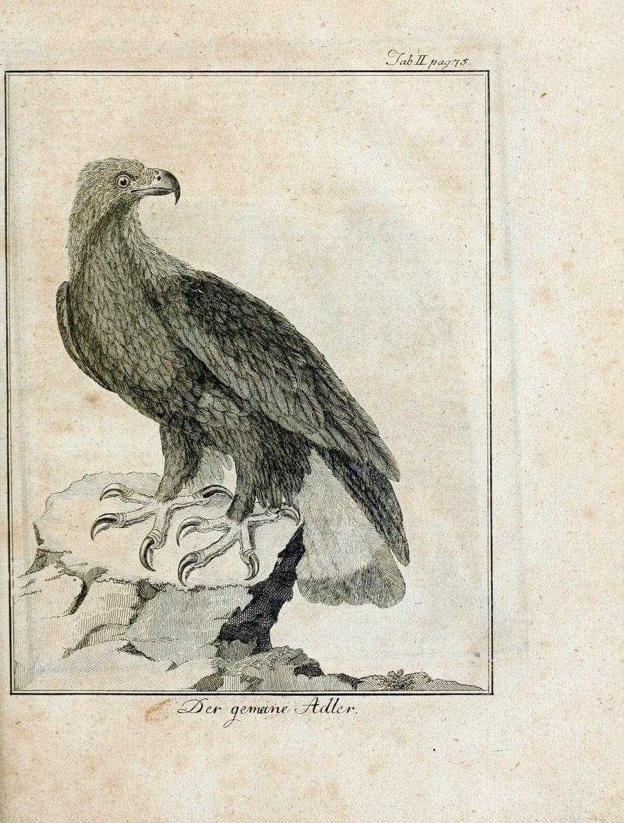 Büffons Naturgeschichte der Vögel :.Leipzig :bey Hermann Heinrich Holle,1775-1782.  | Birds Ornithology "Pictorial works" | Vintage Print Reproduction 465499