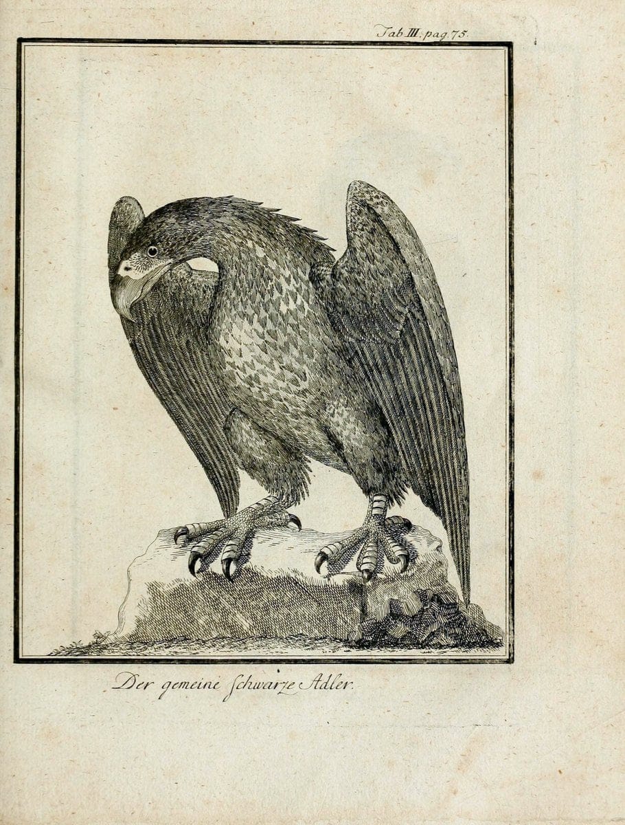 Büffons Naturgeschichte der Vögel :.Leipzig :bey Hermann Heinrich Holle,1775-1782.  | Birds Ornithology "Pictorial works" | Vintage Print Reproduction 465500