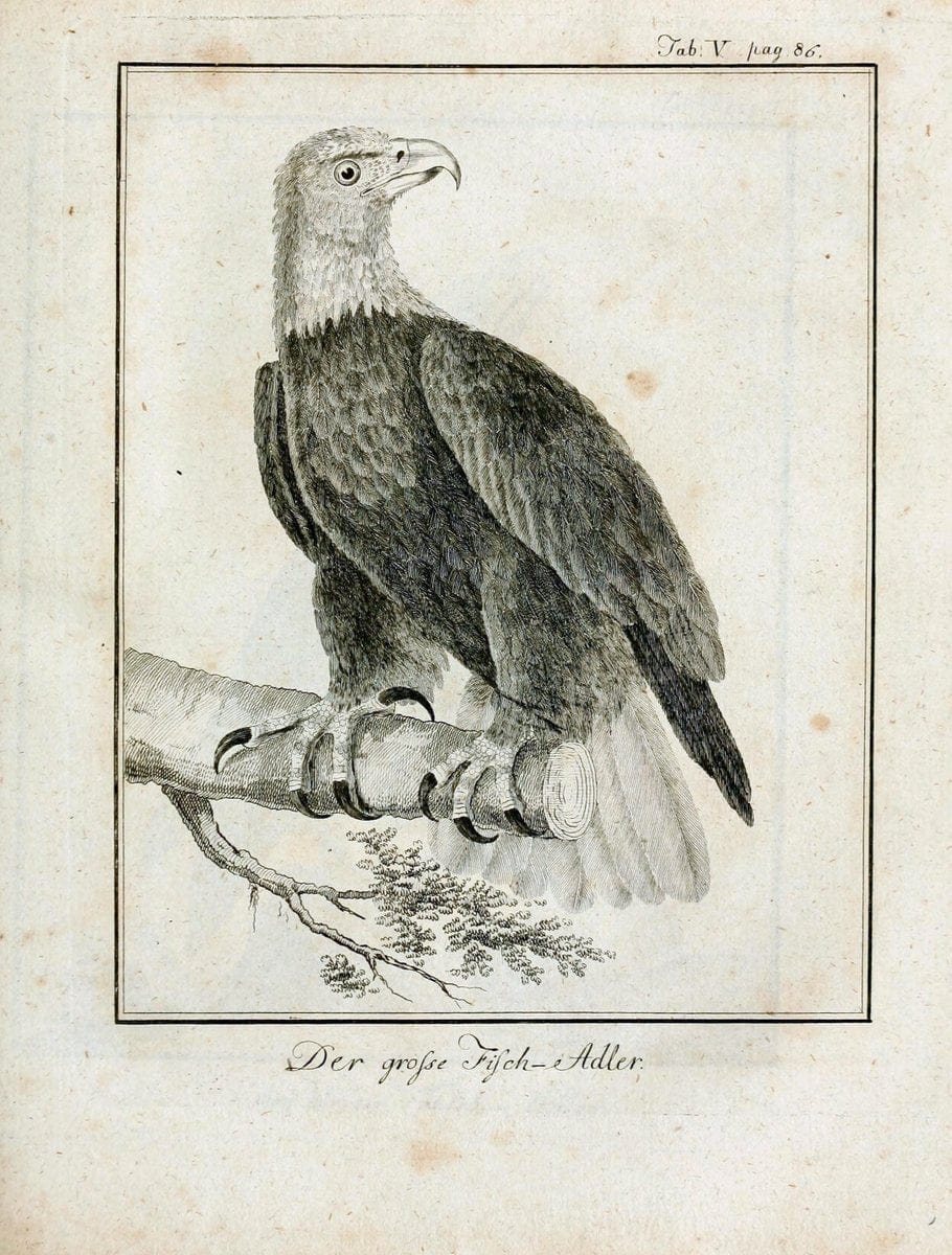 Büffons Naturgeschichte der Vögel :.Leipzig :bey Hermann Heinrich Holle,1775-1782.  | Birds Ornithology "Pictorial works" | Vintage Print Reproduction 465502