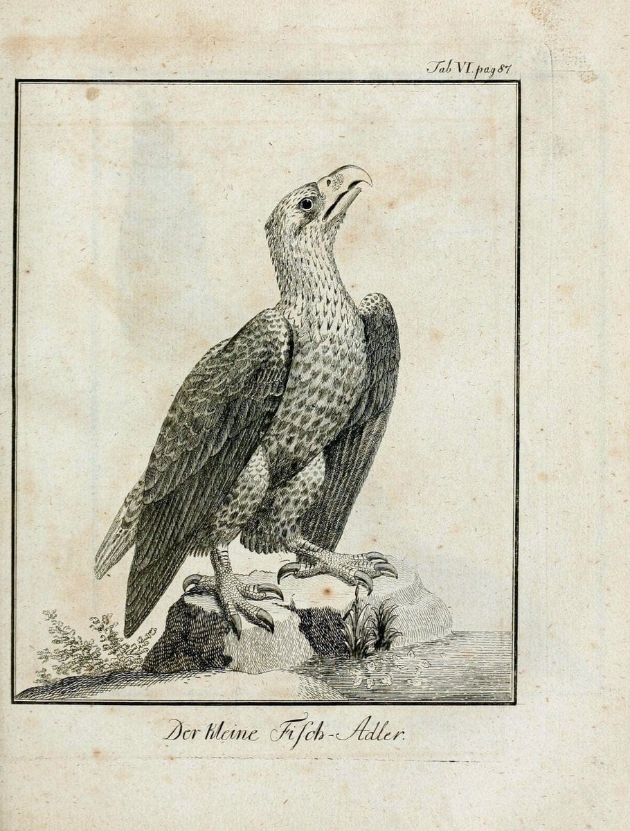 Büffons Naturgeschichte der Vögel :.Leipzig :bey Hermann Heinrich Holle,1775-1782.  | Birds Ornithology "Pictorial works" | Vintage Print Reproduction 465503