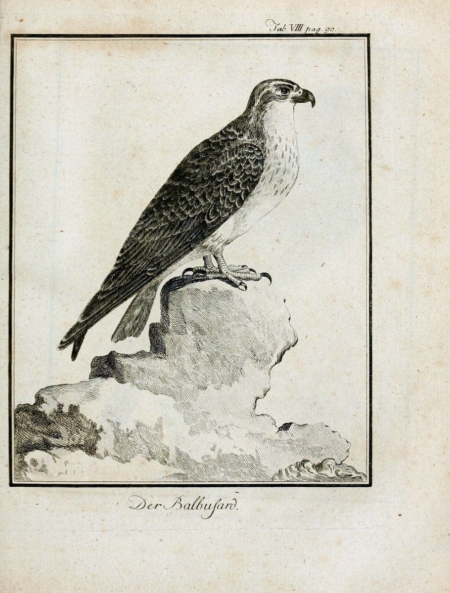 Büffons Naturgeschichte der Vögel :.Leipzig :bey Hermann Heinrich Holle,1775-1782.  | Birds Ornithology "Pictorial works" | Vintage Print Reproduction 465505