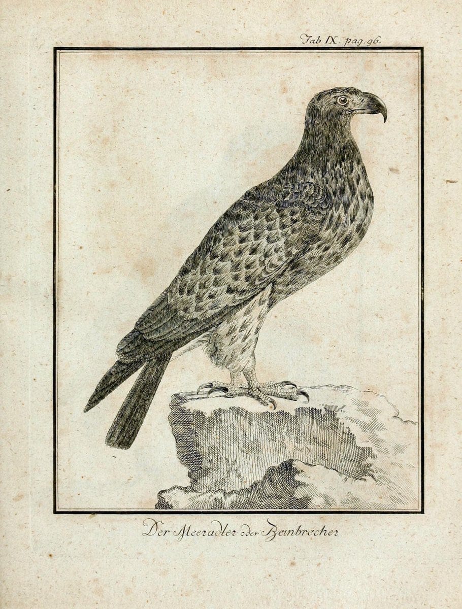 Büffons Naturgeschichte der Vögel :.Leipzig :bey Hermann Heinrich Holle,1775-1782.  | Birds Ornithology "Pictorial works" | Vintage Print Reproduction 465506