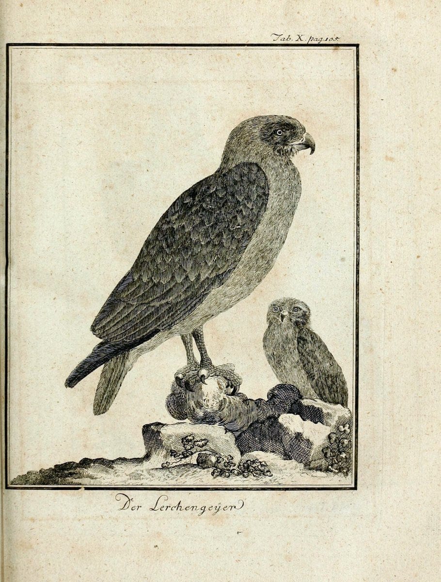 Büffons Naturgeschichte der Vögel :.Leipzig :bey Hermann Heinrich Holle,1775-1782.  | Birds Ornithology "Pictorial works" | Vintage Print Reproduction 465507