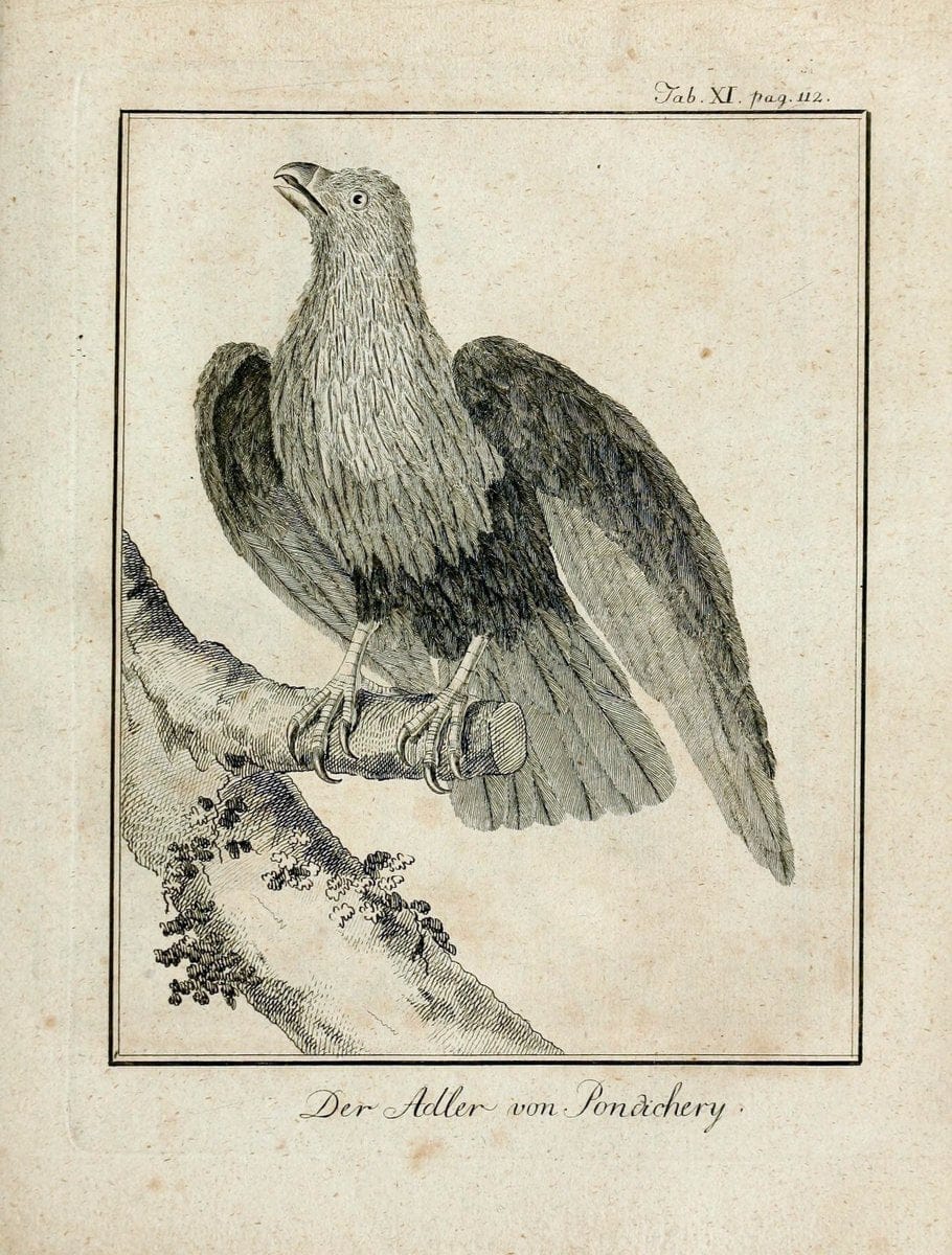 Büffons Naturgeschichte der Vögel :.Leipzig :bey Hermann Heinrich Holle,1775-1782.  | Birds Ornithology "Pictorial works" | Vintage Print Reproduction 465508