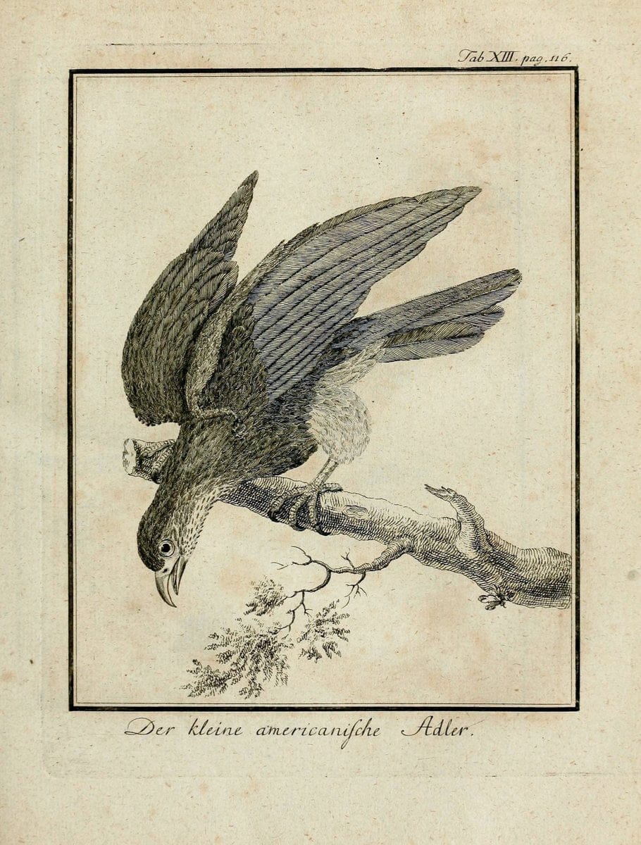 Büffons Naturgeschichte der Vögel :.Leipzig :bey Hermann Heinrich Holle,1775-1782.  | Birds Ornithology "Pictorial works" | Vintage Print Reproduction 465510