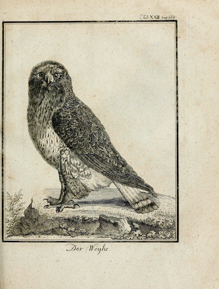 Büffons Naturgeschichte der Vögel :.Leipzig :bey Hermann Heinrich Holle,1775-1782.  | Birds Ornithology "Pictorial works" | Vintage Print Reproduction 465520