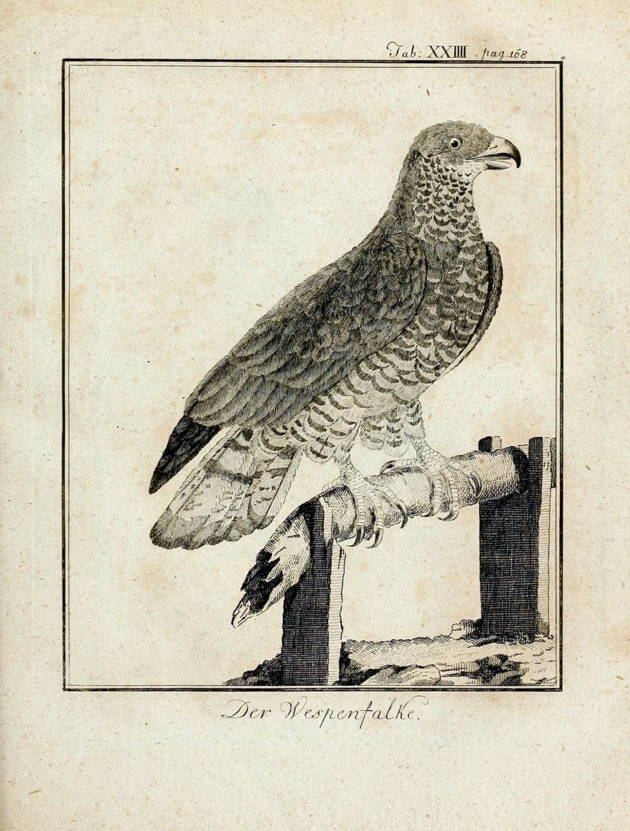 Büffons Naturgeschichte der Vögel :.Leipzig :bey Hermann Heinrich Holle,1775-1782.  | Birds Ornithology "Pictorial works" | Vintage Print Reproduction 465521