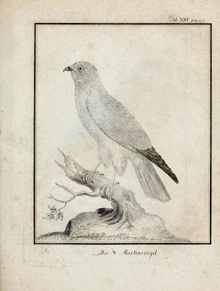 Büffons Naturgeschichte der Vögel :.Leipzig :bey Hermann Heinrich Holle,1775-1782.  | Birds Ornithology "Pictorial works" | Vintage Print Reproduction 465522