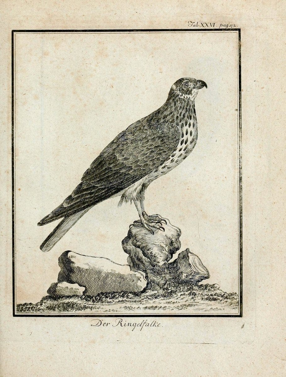 Büffons Naturgeschichte der Vögel :.Leipzig :bey Hermann Heinrich Holle,1775-1782.  | Birds Ornithology "Pictorial works" | Vintage Print Reproduction 465523