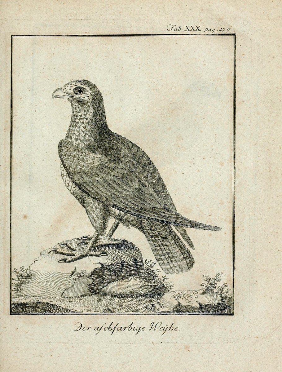 Büffons Naturgeschichte der Vögel :.Leipzig :bey Hermann Heinrich Holle,1775-1782.  | Birds Ornithology "Pictorial works" | Vintage Print Reproduction 465527