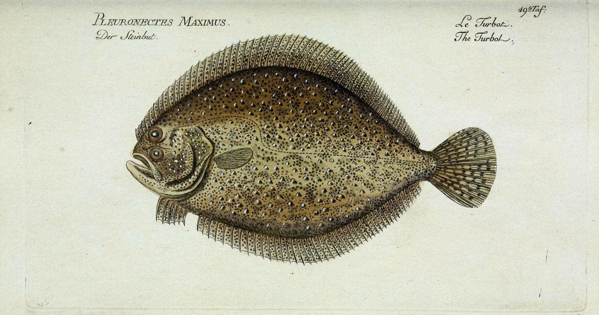 D. Marcus Elieser Bloch's, ausübenden Arztes zu Berlin. Atlas.Berlin :Auf Kosten des Ve | "Early works to 1800" Fishes Germany Ichthyology "Pictorial works"  | Vintage Print Reproduction 465672