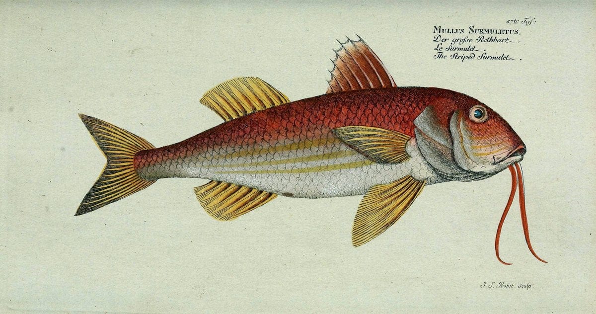 D. Marcus Elieser Bloch's, ausübenden Arztes zu Berlin. Atlas.Berlin :Auf Kosten des Ve | "Early works to 1800" Fishes Germany Ichthyology "Pictorial works"  | Vintage Print Reproduction 465707