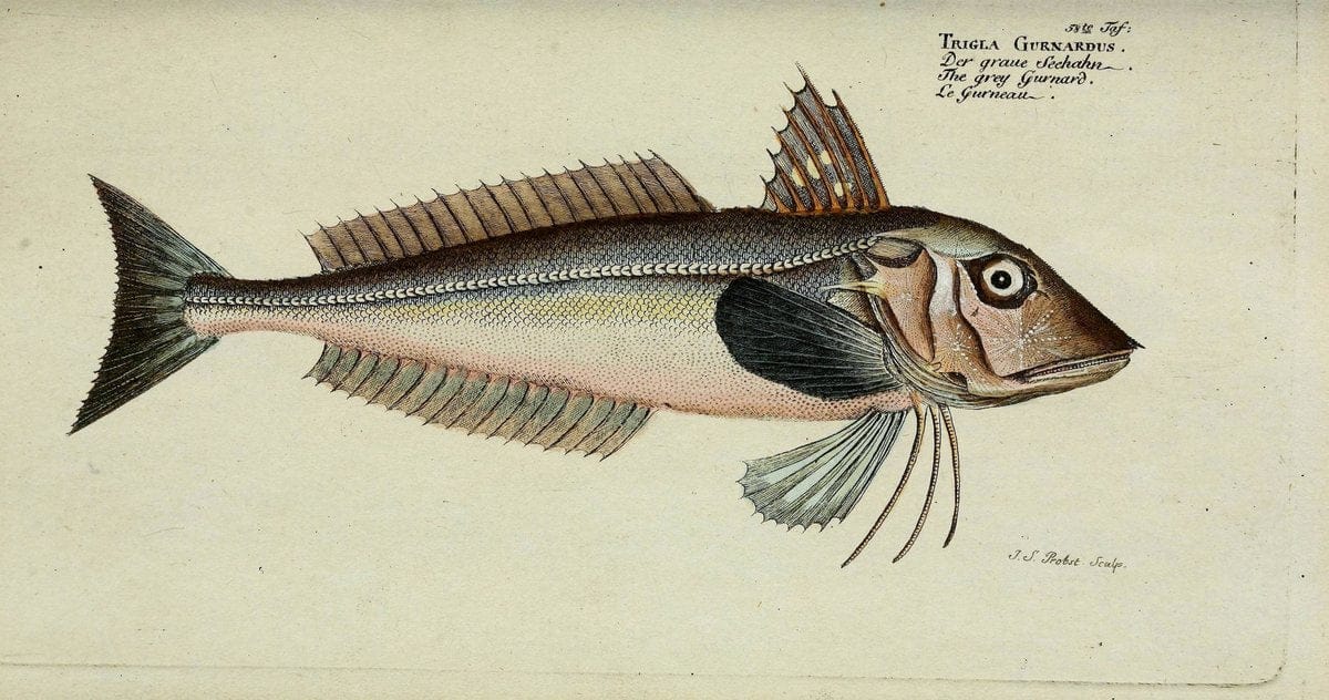 D. Marcus Elieser Bloch's, ausübenden Arztes zu Berlin. Atlas.Berlin :Auf Kosten des Ve | "Early works to 1800" Fishes Germany Ichthyology "Pictorial works"  | Vintage Print Reproduction 465711