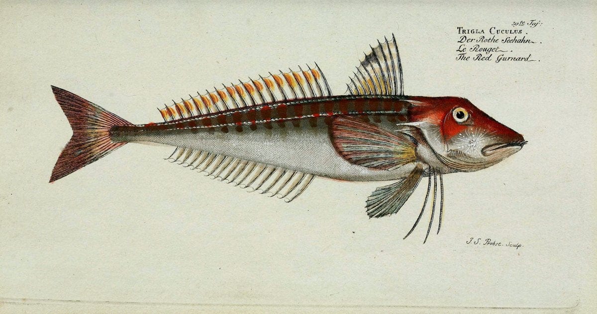 D. Marcus Elieser Bloch's, ausübenden Arztes zu Berlin. Atlas.Berlin :Auf Kosten des Ve | "Early works to 1800" Fishes Germany Ichthyology "Pictorial works"  | Vintage Print Reproduction 465715
