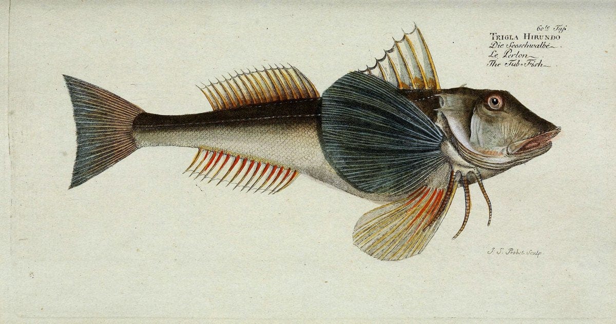 D. Marcus Elieser Bloch's, ausübenden Arztes zu Berlin. Atlas.Berlin :Auf Kosten des Ve | "Early works to 1800" Fishes Germany Ichthyology "Pictorial works"  | Vintage Print Reproduction 465719