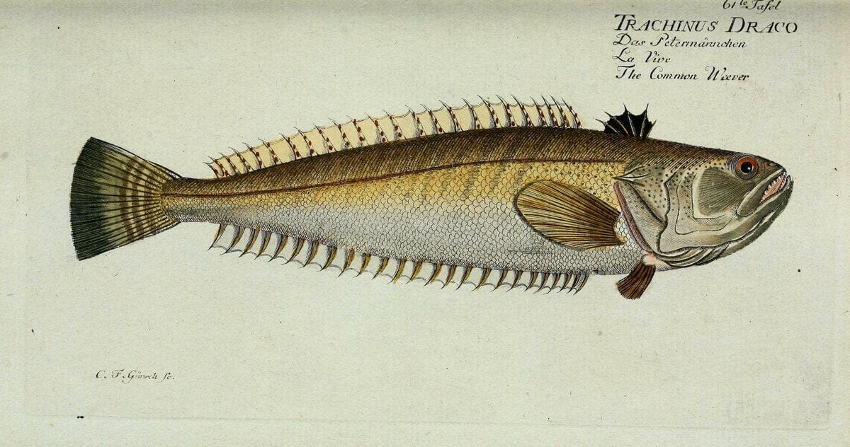 D. Marcus Elieser Bloch's, ausübenden Arztes zu Berlin. Atlas.Berlin :Auf Kosten des Ve | "Early works to 1800" Fishes Germany Ichthyology "Pictorial works"  | Vintage Print Reproduction 465723