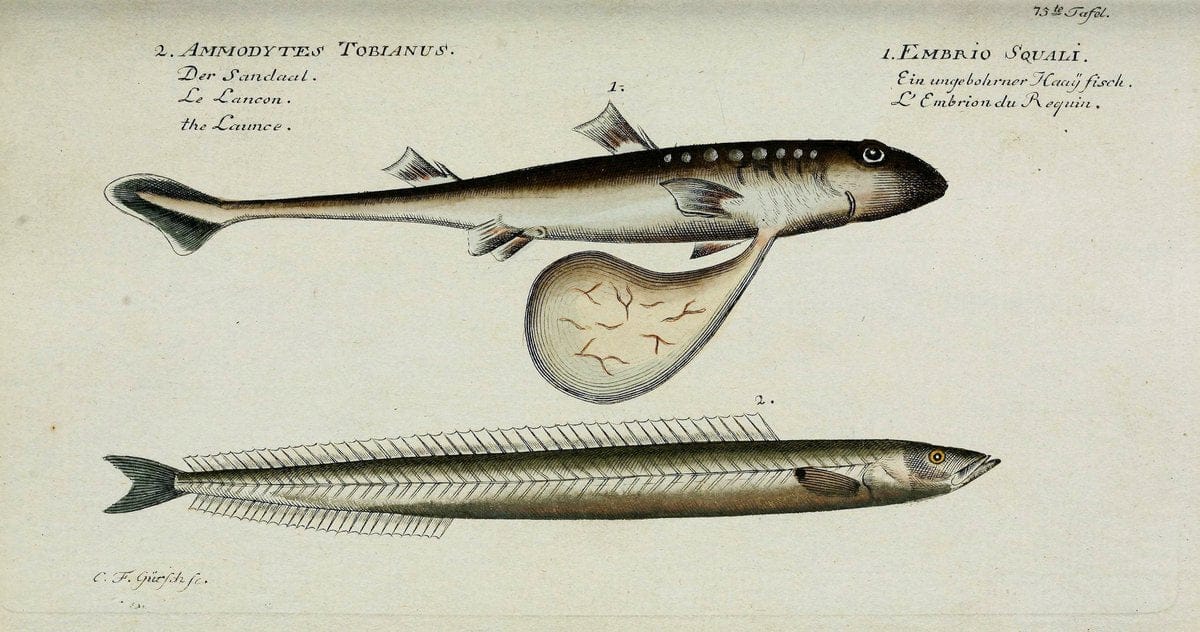 D. Marcus Elieser Bloch's, ausübenden Arztes zu Berlin. Atlas.Berlin :Auf Kosten des Ve | "Early works to 1800" Fishes Germany Ichthyology "Pictorial works"  | Vintage Print Reproduction 465787