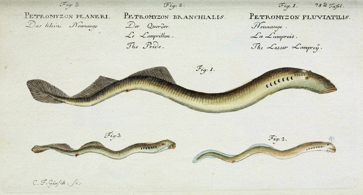D. Marcus Elieser Bloch's, ausübenden Arztes zu Berlin. Atlas.Berlin :Auf Kosten des Ve | "Early works to 1800" Fishes Germany Ichthyology "Pictorial works"  | Vintage Print Reproduction 465799