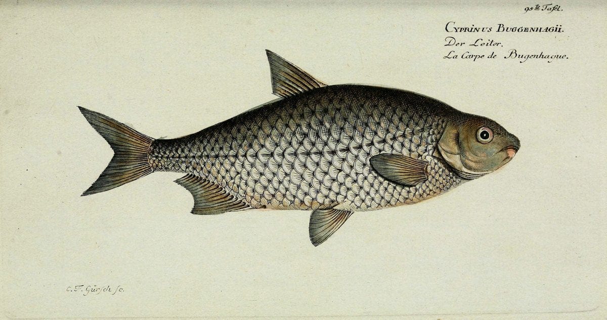 D. Marcus Elieser Bloch's, ausübenden Arztes zu Berlin. Atlas.Berlin :Auf Kosten des Ve | "Early works to 1800" Fishes Germany Ichthyology "Pictorial works"  | Vintage Print Reproduction 465875