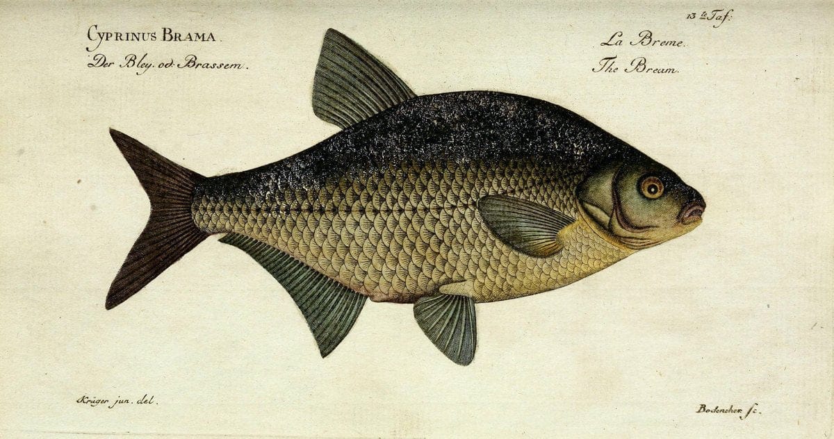 D. Marcus Elieser Bloch's, ausübenden Arztes zu Berlin. Atlas.Berlin :Auf Kosten des Ve | "Early works to 1800" Fishes Germany Ichthyology "Pictorial works"  | Vintage Print Reproduction 465954