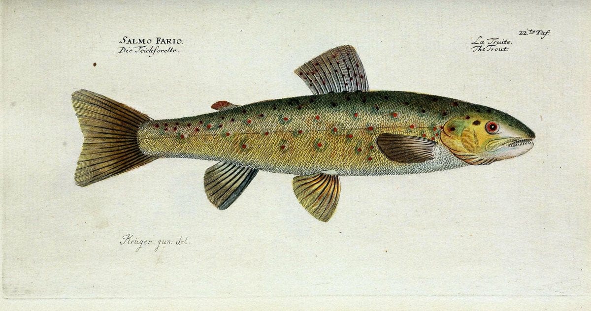 D. Marcus Elieser Bloch's, ausübenden Arztes zu Berlin. Atlas.Berlin :Auf Kosten des Ve | "Early works to 1800" Fishes Germany Ichthyology "Pictorial works"  | Vintage Print Reproduction 465991