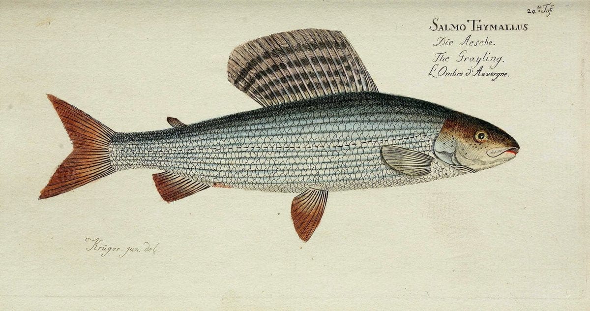 D. Marcus Elieser Bloch's, ausübenden Arztes zu Berlin. Atlas.Berlin :Auf Kosten des Ve | "Early works to 1800" Fishes Germany Ichthyology "Pictorial works"  | Vintage Print Reproduction 465999