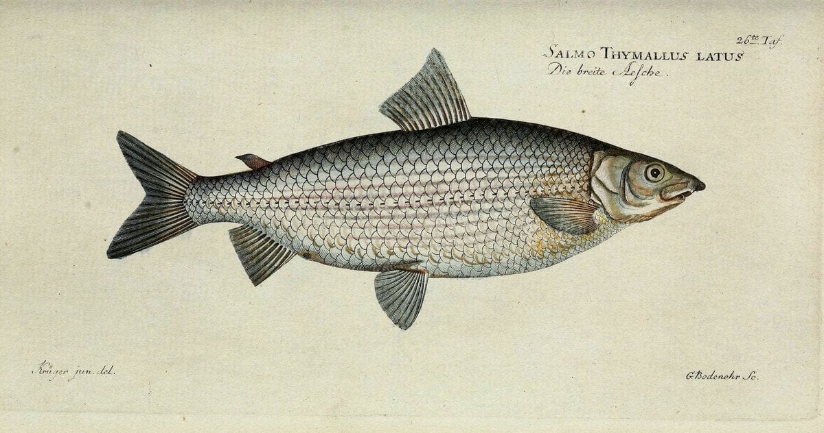 D. Marcus Elieser Bloch's, ausübenden Arztes zu Berlin. Atlas.Berlin :Auf Kosten des Ve | "Early works to 1800" Fishes Germany Ichthyology "Pictorial works"  | Vintage Print Reproduction 466007