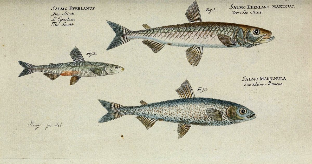 D. Marcus Elieser Bloch's, ausübenden Arztes zu Berlin. Atlas.Berlin :Auf Kosten des Ve | "Early works to 1800" Fishes Germany Ichthyology "Pictorial works"  | Vintage Print Reproduction 466015
