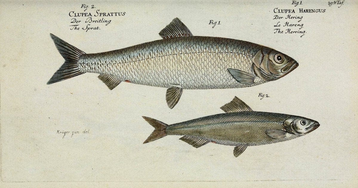 D. Marcus Elieser Bloch's, ausübenden Arztes zu Berlin. Atlas.Berlin :Auf Kosten des Ve | "Early works to 1800" Fishes Germany Ichthyology "Pictorial works"  | Vintage Print Reproduction 466019