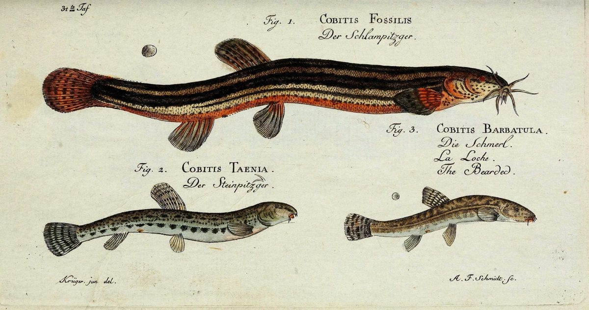 D. Marcus Elieser Bloch's, ausübenden Arztes zu Berlin. Atlas.Berlin :Auf Kosten des Ve | "Early works to 1800" Fishes Germany Ichthyology "Pictorial works"  | Vintage Print Reproduction 466027
