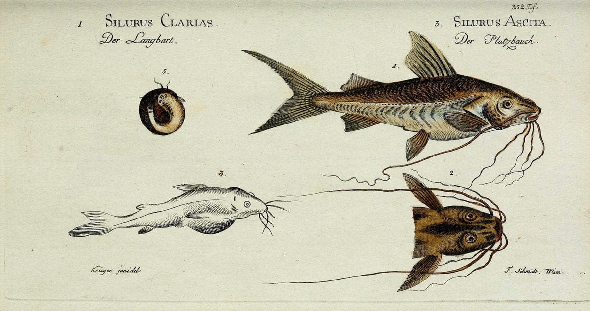 D. Marcus Elieser Bloch's, ausübenden Arztes zu Berlin. Atlas.Berlin :Auf Kosten des Ve | "Early works to 1800" Fishes Germany Ichthyology "Pictorial works"  | Vintage Print Reproduction 466045