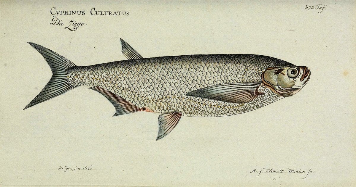 D. Marcus Elieser Bloch's, ausübenden Arztes zu Berlin. Atlas.Berlin :Auf Kosten des Ve | "Early works to 1800" Fishes Germany Ichthyology "Pictorial works"  | Vintage Print Reproduction 466053