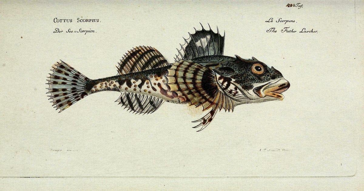 D. Marcus Elieser Bloch's, ausübenden Arztes zu Berlin. Atlas.Berlin :Auf Kosten des Ve | "Early works to 1800" Fishes Germany Ichthyology "Pictorial works"  | Vintage Print Reproduction 466065