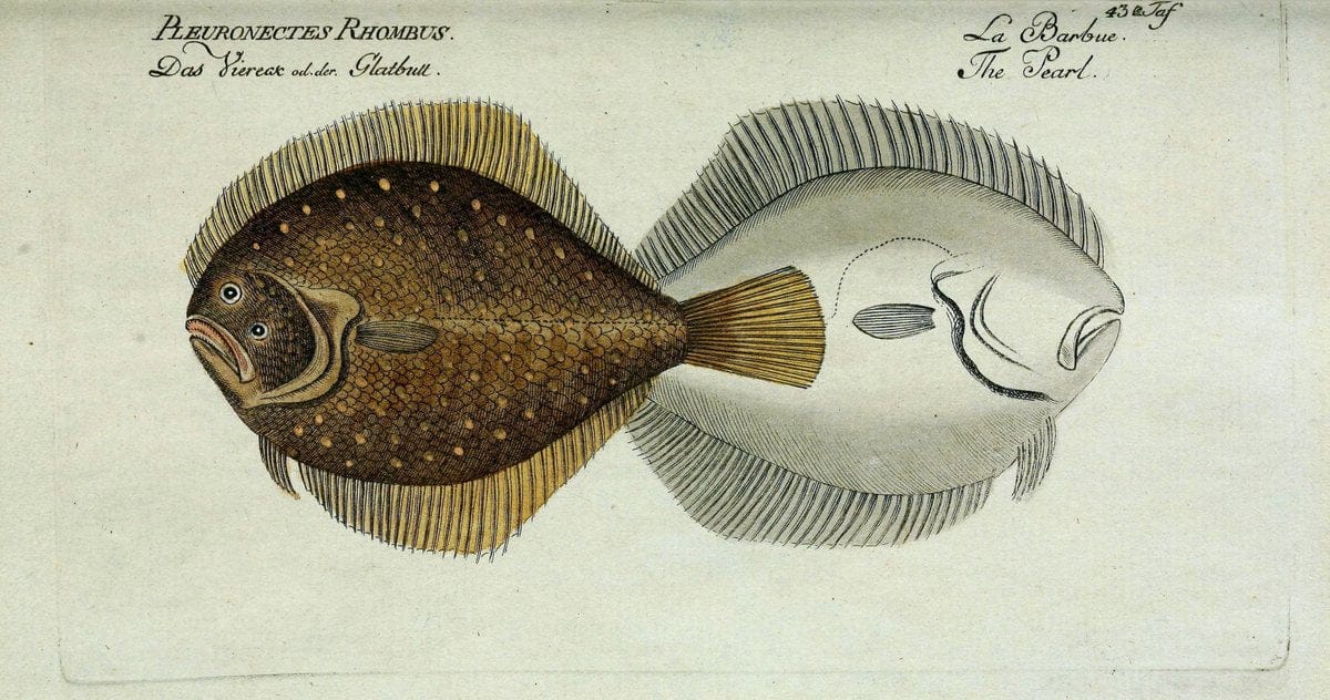 D. Marcus Elieser Bloch's, ausübenden Arztes zu Berlin. Atlas.Berlin :Auf Kosten des Ve | "Early works to 1800" Fishes Germany Ichthyology "Pictorial works"  | Vintage Print Reproduction 466081