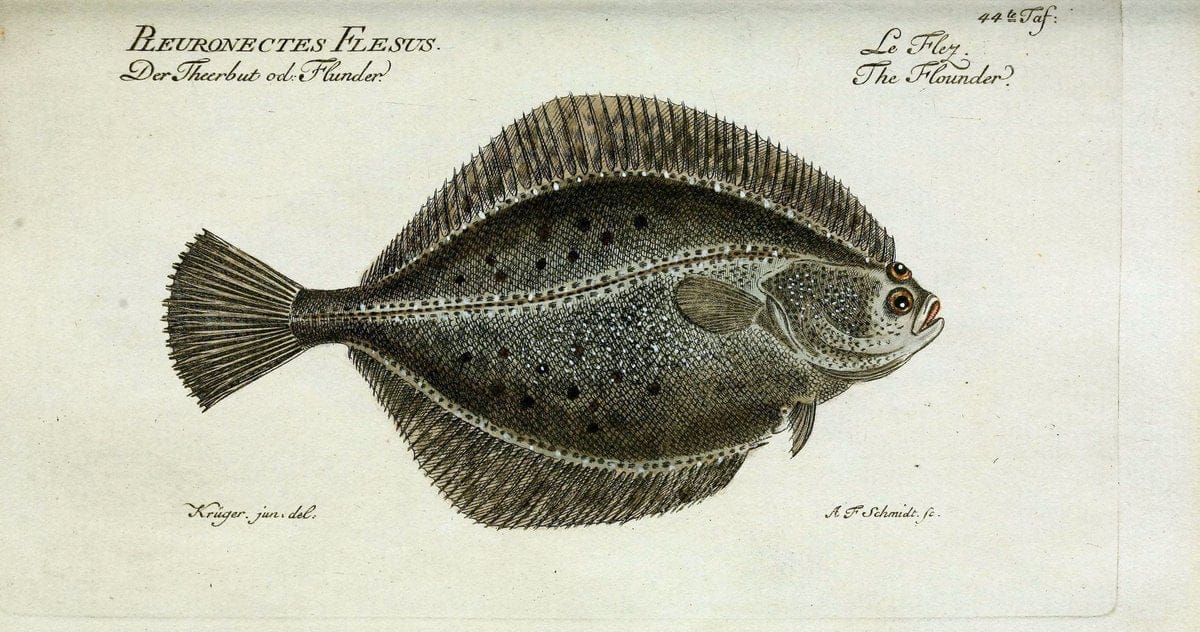 D. Marcus Elieser Bloch's, ausübenden Arztes zu Berlin. Atlas.Berlin :Auf Kosten des Ve | "Early works to 1800" Fishes Germany Ichthyology "Pictorial works"  | Vintage Print Reproduction 466085