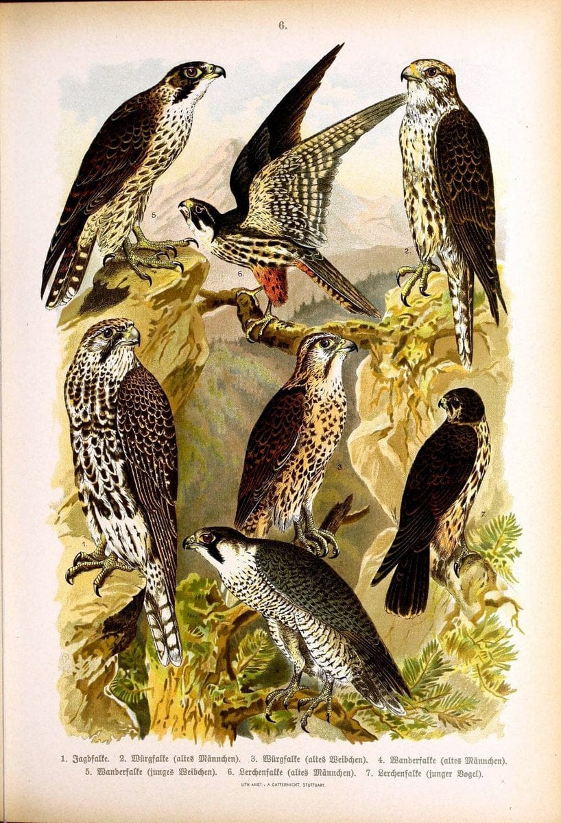 Die Vögel Europas :.Stuttgart:C. Hoffmann'sche Verlagsbuchhandlung,1897.  | Birds Europe  | Vintage Print Reproduction 473569
