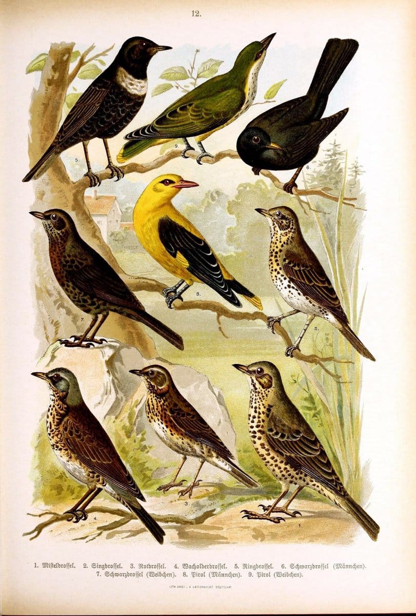 Die Vögel Europas :.Stuttgart:C. Hoffmann'sche Verlagsbuchhandlung,1897.  | Birds Europe  | Vintage Print Reproduction 473575