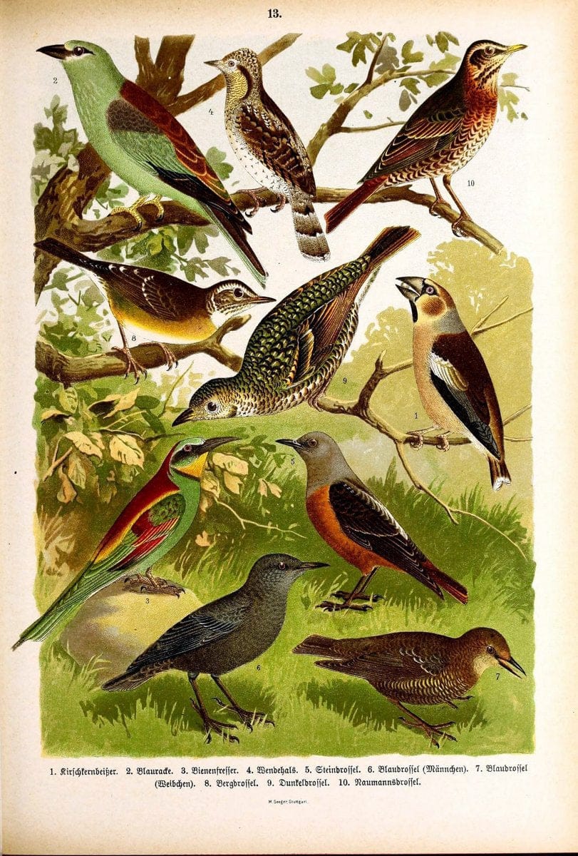 Die Vögel Europas :.Stuttgart:C. Hoffmann'sche Verlagsbuchhandlung,1897.  | Birds Europe  | Vintage Print Reproduction 473576