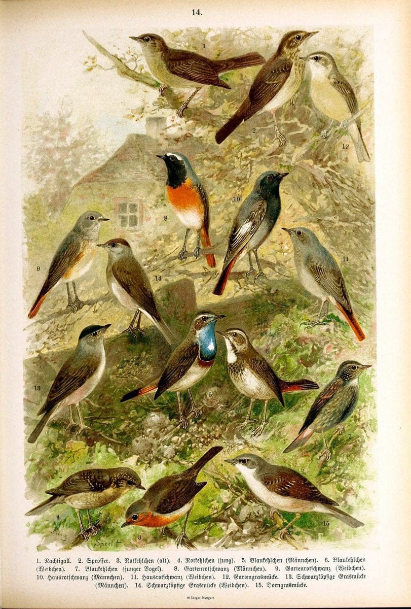 Die Vögel Europas :.Stuttgart:C. Hoffmann'sche Verlagsbuchhandlung,1897.  | Birds Europe  | Vintage Print Reproduction 473577
