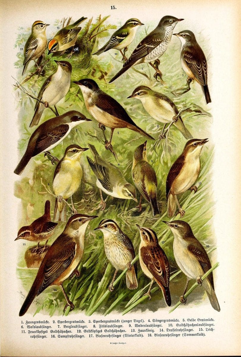 Die Vögel Europas :.Stuttgart:C. Hoffmann'sche Verlagsbuchhandlung,1897.  | Birds Europe  | Vintage Print Reproduction 473578