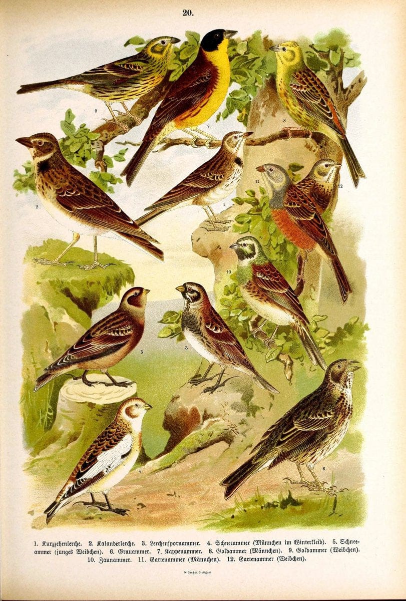 Die Vögel Europas :.Stuttgart:C. Hoffmann'sche Verlagsbuchhandlung,1897.  | Birds Europe  | Vintage Print Reproduction 473583