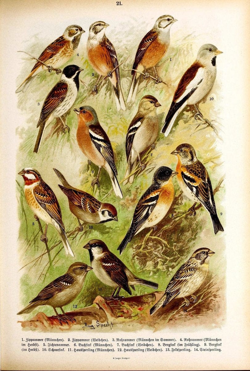 Die Vögel Europas :.Stuttgart:C. Hoffmann'sche Verlagsbuchhandlung,1897.  | Birds Europe  | Vintage Print Reproduction 473584