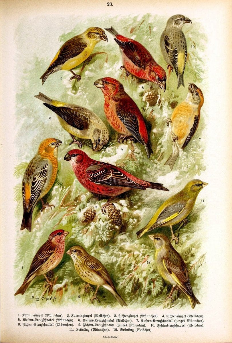 Die Vögel Europas :.Stuttgart:C. Hoffmann'sche Verlagsbuchhandlung,1897.  | Birds Europe  | Vintage Print Reproduction 473586