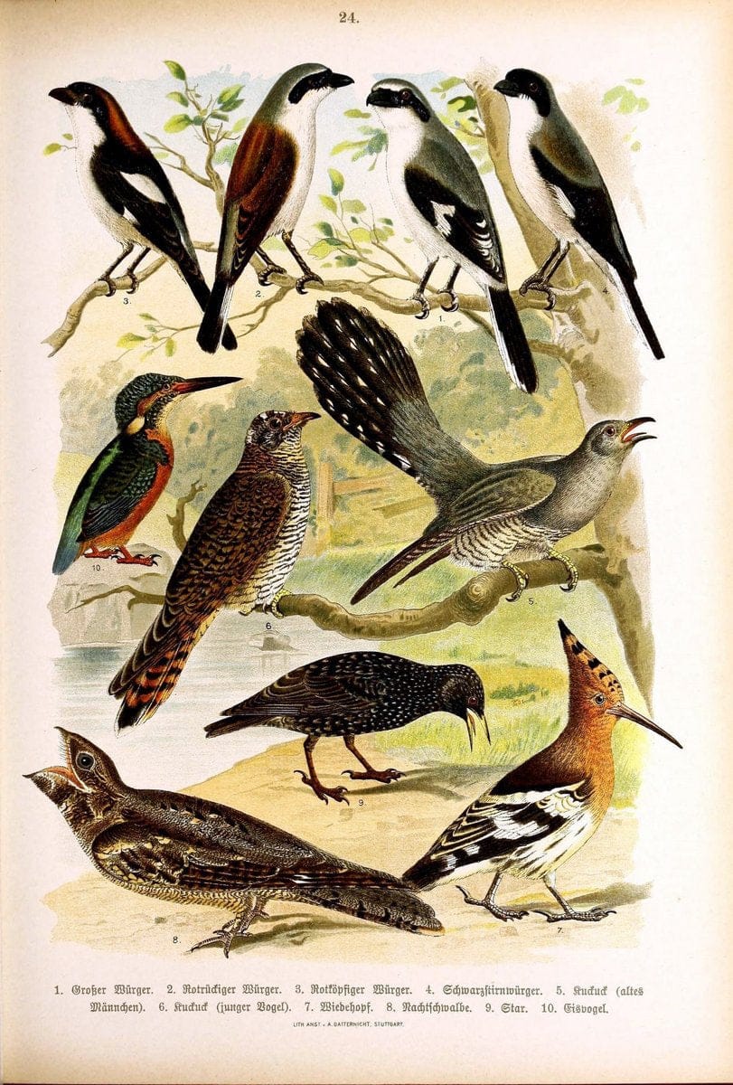 Die Vögel Europas :.Stuttgart:C. Hoffmann'sche Verlagsbuchhandlung,1897.  | Birds Europe  | Vintage Print Reproduction 473587