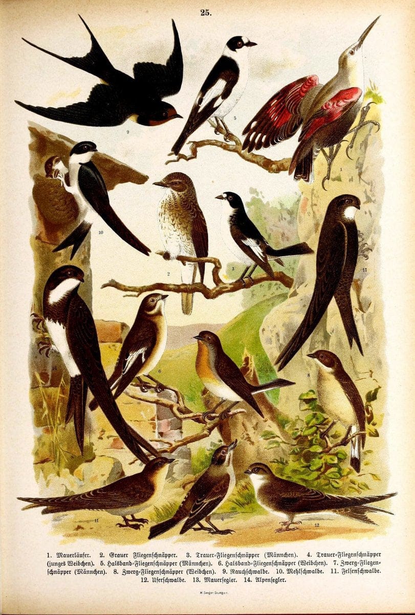 Die Vögel Europas :.Stuttgart:C. Hoffmann'sche Verlagsbuchhandlung,1897.  | Birds Europe  | Vintage Print Reproduction 473588