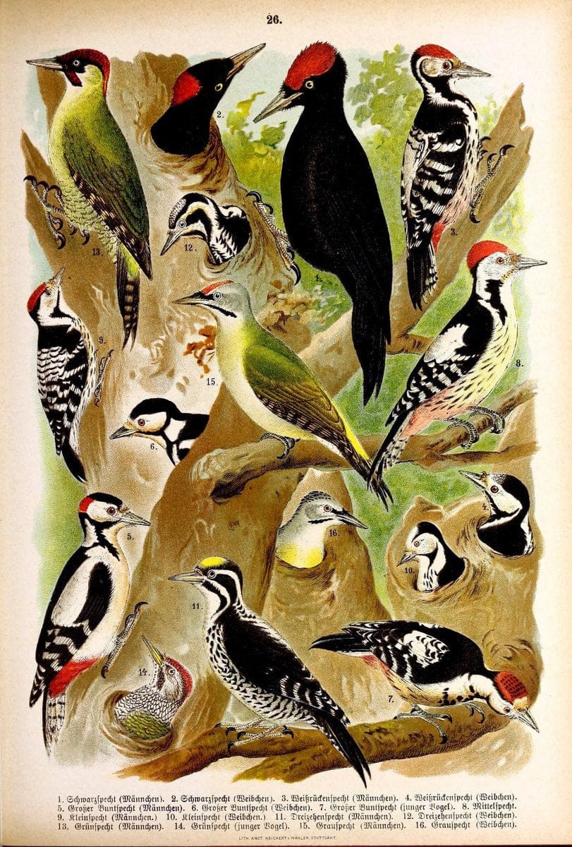 Die Vögel Europas :.Stuttgart:C. Hoffmann'sche Verlagsbuchhandlung,1897.  | Birds Europe  | Vintage Print Reproduction 473589