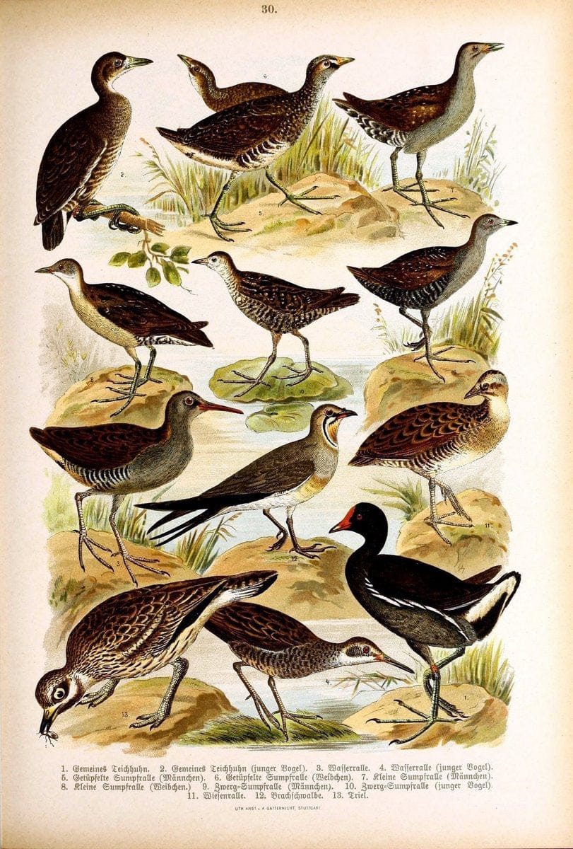 Die Vögel Europas :.Stuttgart:C. Hoffmann'sche Verlagsbuchhandlung,1897.  | Birds Europe  | Vintage Print Reproduction 473593